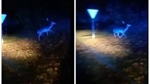 Jeleń w środku miasta. "W asyście radiowozu" dotarł do lasu