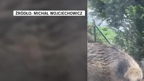 Michał Wojciechowicz