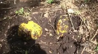 Plastikowe torby z biżuterią były zakopane w kazańskim lesie