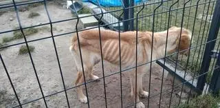 Skrajnie wychudzona labradorka. Policja wszczęła dochodzenie