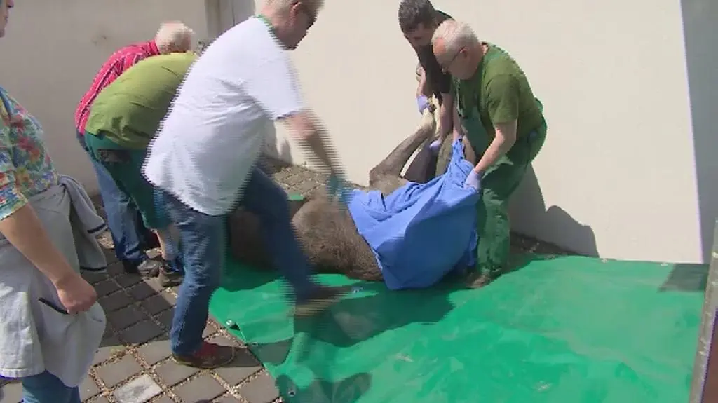 Łoś biegał po Poznaniu. To była bardzo trudna akcja