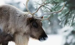 Renifer europejski (Rangifer tarandus tarandus) - zdj. ilustracyjne