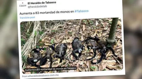 Ponad 80 martwych małp pod drzewami