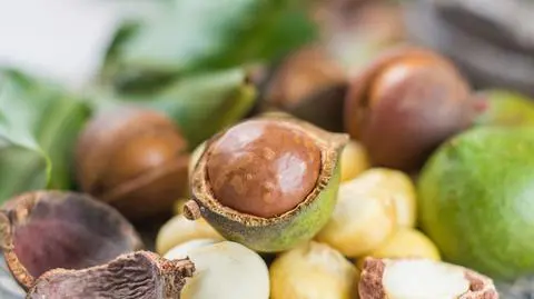 orzechy macadamia shutterstock_550887304