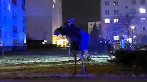 Oko w oko z rodziną łosi. "Takich gości w naszej szkole jeszcze nie było"