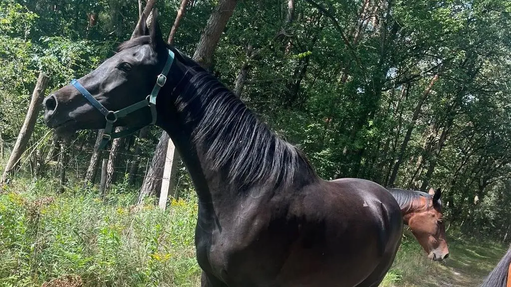 Ruszyli tropem trzech koni 