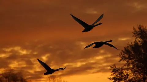 Pogoda kosmiczna utrudnia ptakom migrowanie