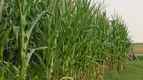 Zgłosił, że goni go dwóch mężczyzn i ukrył się w kukurydzy. Trafił na rok do więzienia