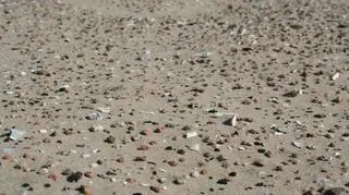 Krzemienie, ułamki naczyń i przepalone kości widoczne na powierzchni stanowiska