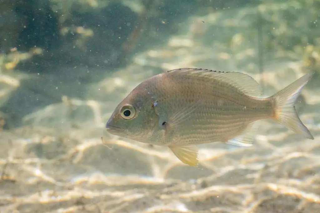 Ryba Acanthopagrus australis