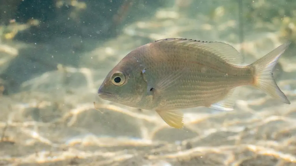 Ryba Acanthopagrus australis 