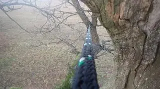 Konary są podtrzymywane przez mocne liny 