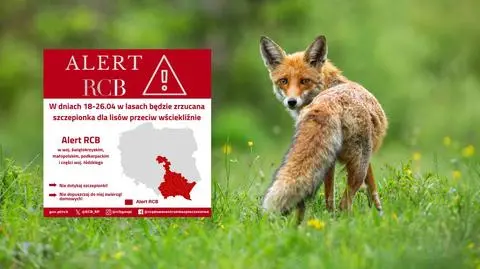 Alert RCB. "W lasach będzie zrzucana szczepionka"