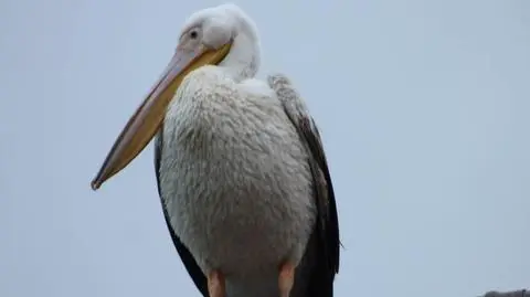 Pelikan pojawił się w Pieniężnicy