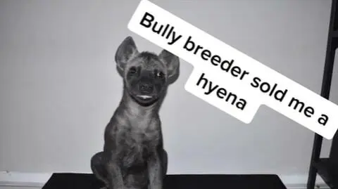 Tak wyglądał "pies", którego nabył mężczyzna