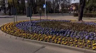 Lubliniec sadzi bratki