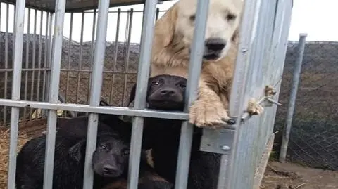Interwencja OTOZ Animals w Rybakach