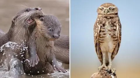 Najśmieszniejsze zdjęcia dzikiej przyrody. Wybraliśmy najlepsze z nich