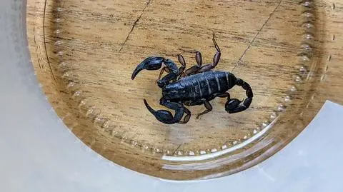 Woman finds a scorpion in her flat in Lublin