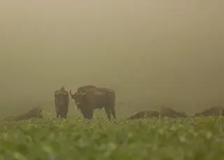 Żubry w obiektywie Reportera24