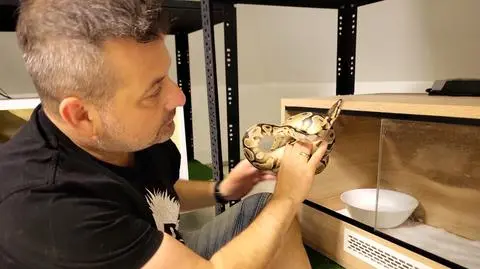 Wąż został odłowiony w jednym z mieszkań