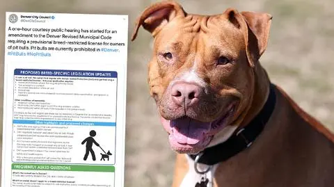 Pitbulle znowu legalne. Zmiana prawa w amerykańskim mieście