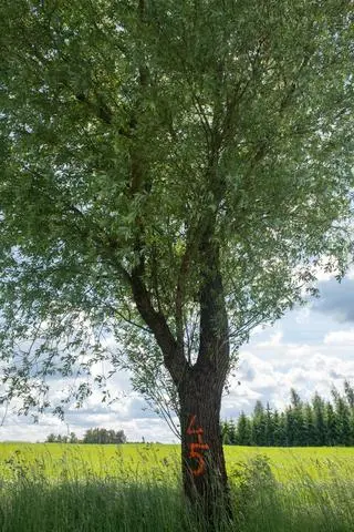 Mieszkańcy naliczyli ponad 130 oznaczonych drzew 