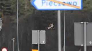 Sowa jarzębata zaobserwowana w okolicach Olsztyna