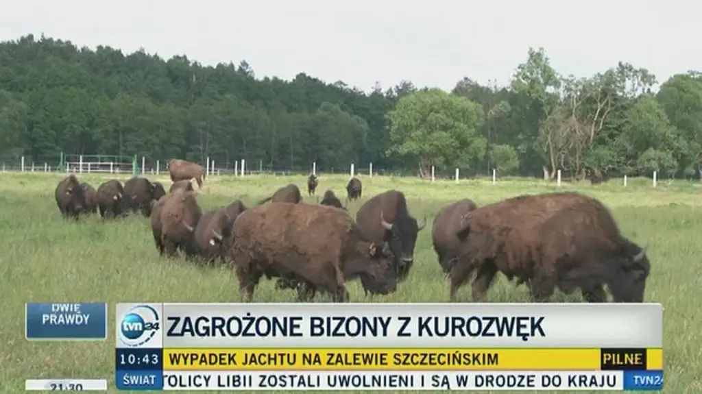 Wyrok śmierci na bizony