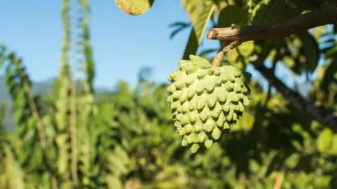 Spór Tajwanu i Chin. Poszło o popularne owoce 