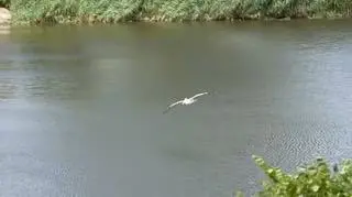 Latanie nie sprawia mu problemu 