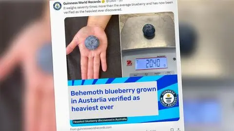 Jest wielkości piłki golfowej. Zobacz największą borówkę świata 