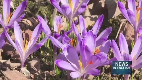 Spring is coming to Poland as crocuses are blooming in Tatra Mountains