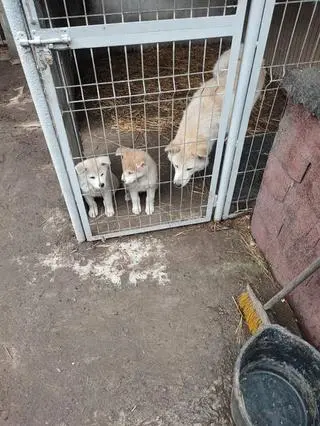 Zwierzęta trzymane były w małych klatkach, wśród odchodów