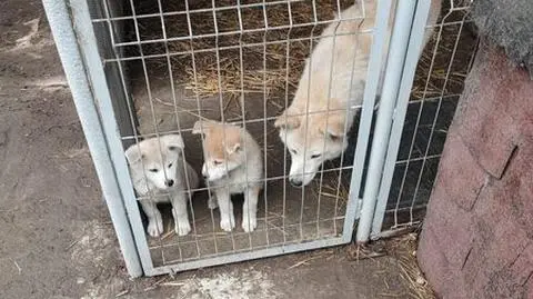Zwierzęta trzymane były w małych klatkach, wśród odchodów