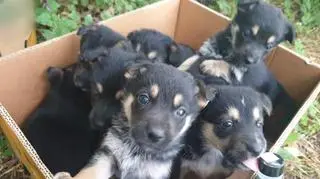 W pudełku osiem szczeniaków i dwa litry wódki