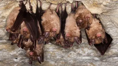 Znaleźli nowe koronawirusy u nietoperzy, jeden bardzo zbliżony do SARS-CoV-2