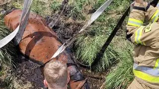Koń utknął w bagnie. Wierzchowo