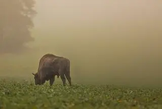Żubry w obiektywie Reportera24