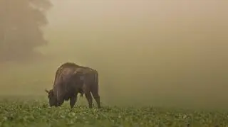 Żubry w obiektywie Reportera24