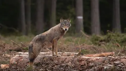 Wilki coraz bliżej domostw