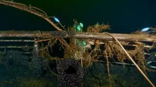 Złożyli prochy zmarłego na podwodnym cmentarzysku 