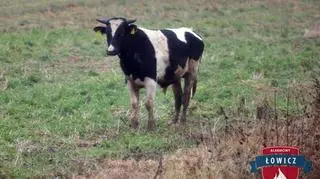 Byk biegał po polu pomiędzy drogą krajową 92 i trasa kolejową