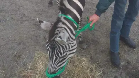 "Halo, policja? Po ulicy chodzi zebra"