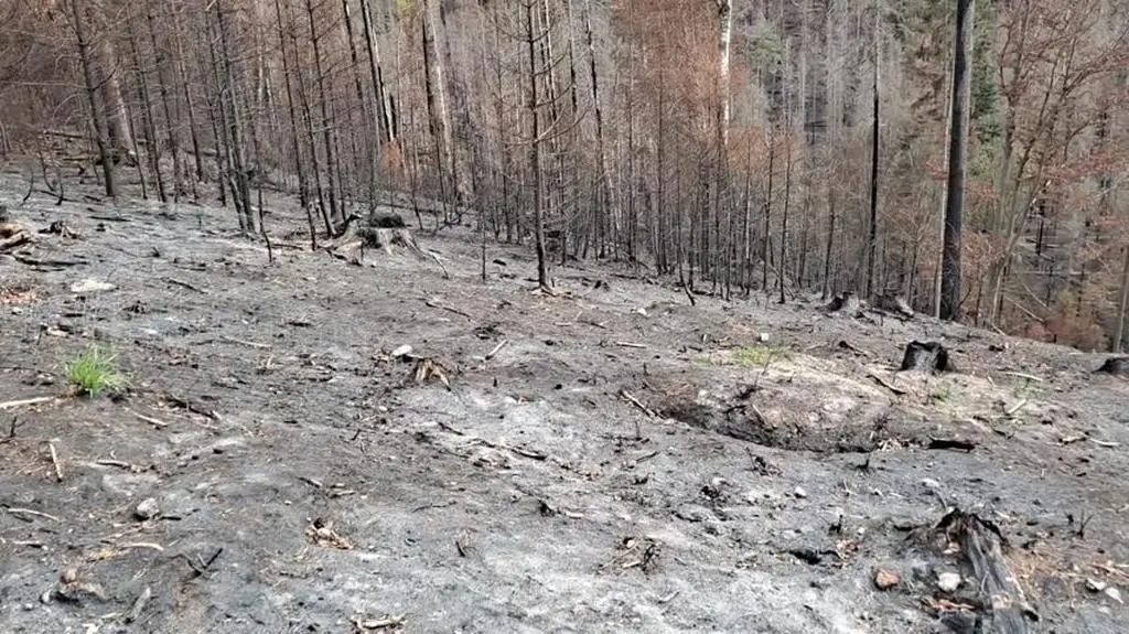 Pogorzelisko w Czeskiej Szwajcarii 