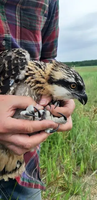 Szpony rybołowa są niesamowicie szorstkie