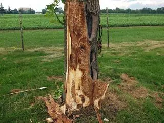 Drzewo zniszczone przez opiętka jesionowego