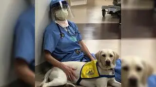 Labradorka Wynn i jej opiekunka