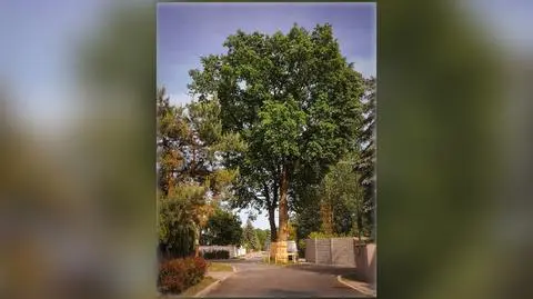 Dwa dęby ze Starej Miłosnej w finale konkursu na Drzewo Roku. Mieli je wyciąć