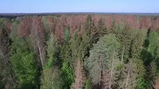 Puszcza Białowieska leży po obu stronach granicy. Część polska ma powierzchnię około 632 kilometrów kwadratowych (zdjęcie z lipca 2019 roku) 
